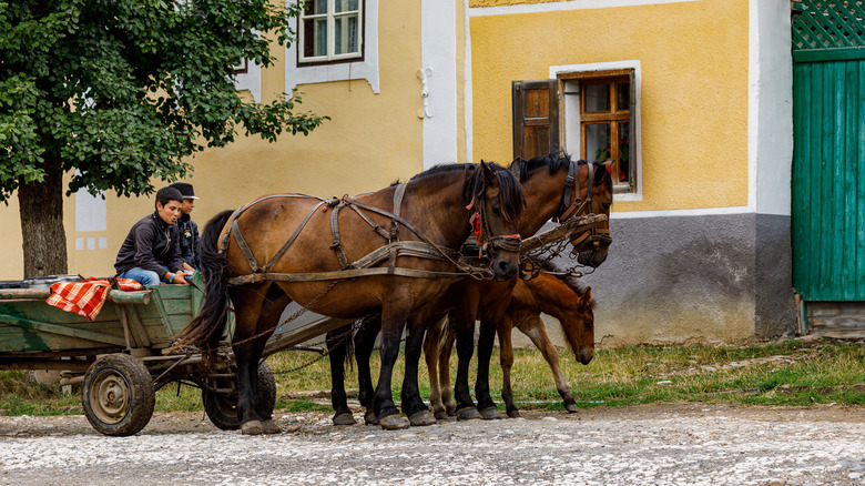 Cheval et charrette en viscrus, en Roumanie