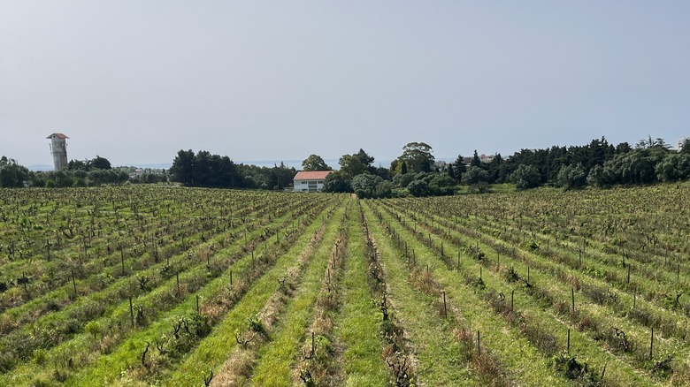 Villa Oeiras Vineyard, seule plantation restante de vin en fortifié carcavelos, Portugal