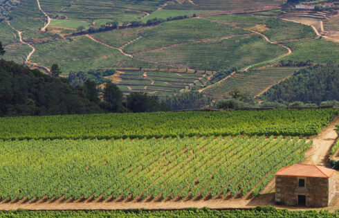 Niché dans les collines du nord du Portugal se trouve un village calme et sans foule qui propose des séjours de vignoble rêveurs