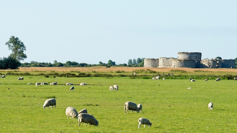 Moutons sur le terrain à côté du château de chambre dans l'est du Sussex