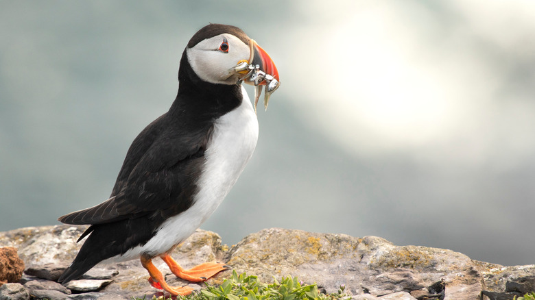 Image en gros plan d'un offin de l'Atlantique avec des Sandeels dans son bec, photographié sur l'île Skellig Michael dans le comté de Kerry, en Irlande,