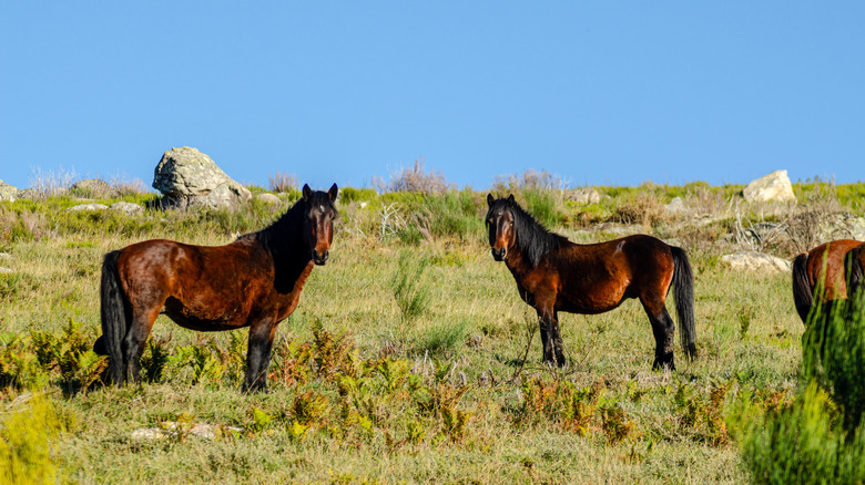 Deux poneys sauvages au parc national de Peneda-Gerês