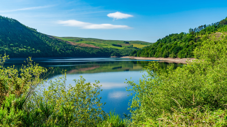 Plantes vertes et arbres entourant le lac bleu