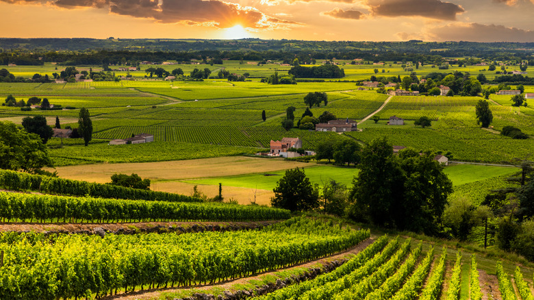 Un vignoble dans la campagne bordeaux