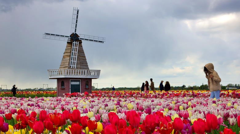 Champ de fleur de tulipe avec moulin à vent