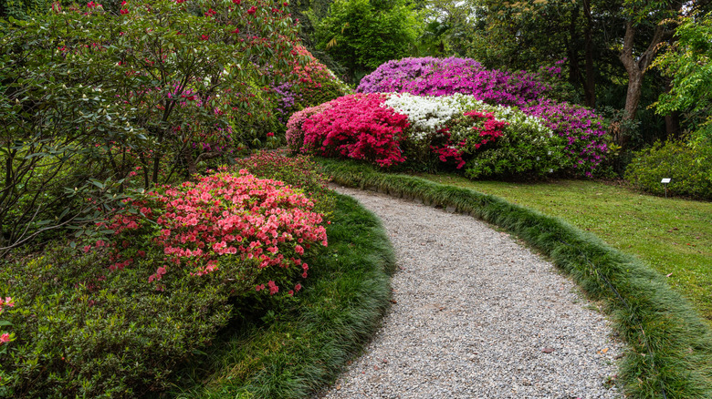 Path entouré par des azalées fleuries à Villa Carlotta
