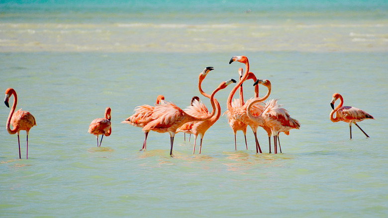 Flamingos dans Isla Holbox