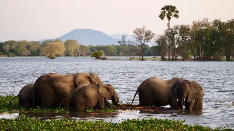 Famille d'éléphants buvant à la rivière Shire dans le parc national de Liwonde au Malawi