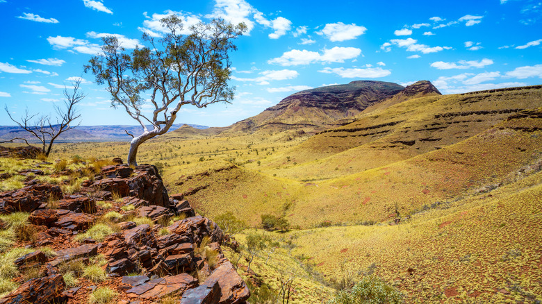 Plaines roulantes jaunes sur le mont Bruce dans le parc national de Karijini