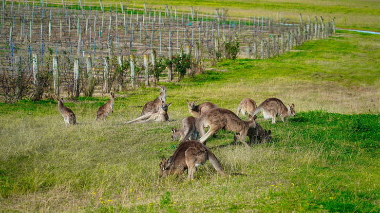 Un troupeau de kangourous se nourrissait et se prélasse sur le pâturage à l'extérieur d'un vignoble