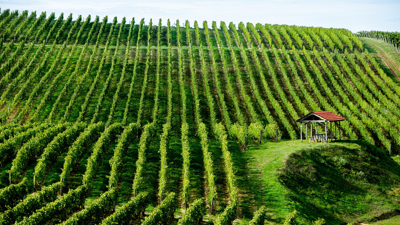 Une vue d'un vignoble local en Moldavie
