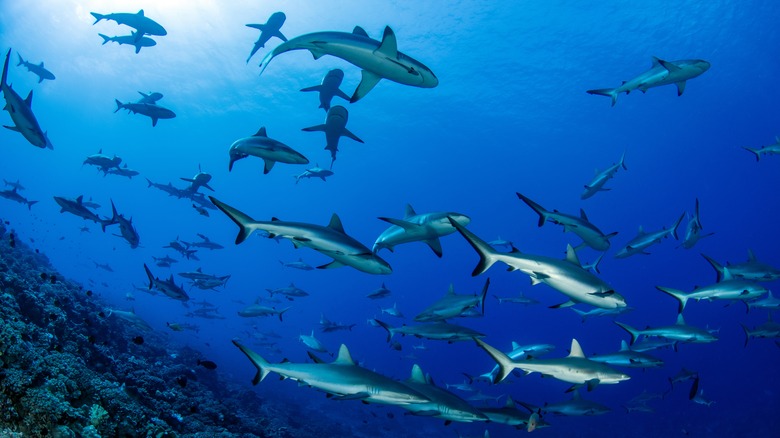 Sharks gris à Fakarava