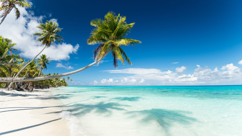 palmiers sur la plage PK9 à Fakarava