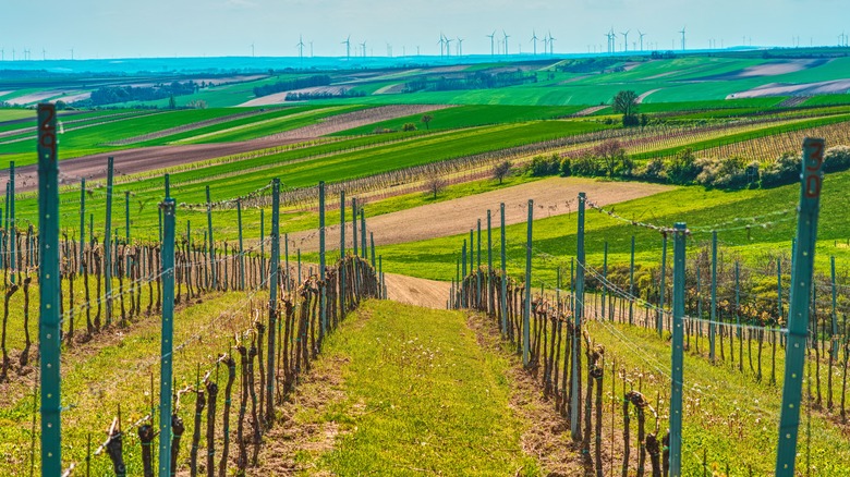 Un vignoble à Mikulov