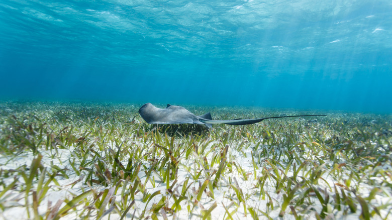 Southern Sting Ray à Shark Ray Alley