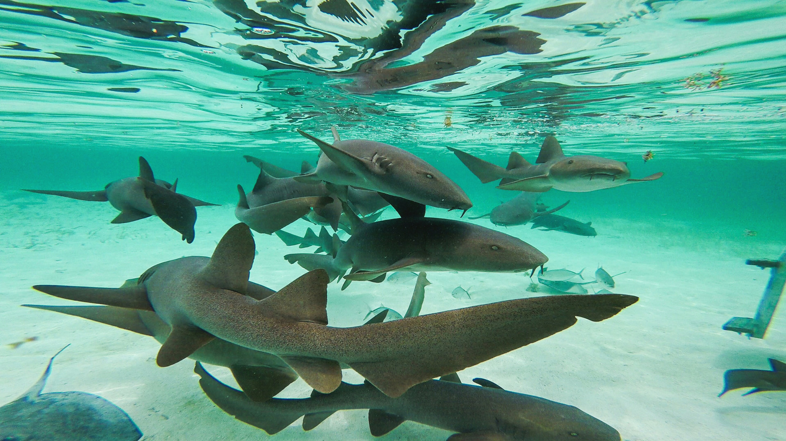 Cette réserve marine des Caraïbes est l'une des meilleures destinations du monde à nager avec des requins et des rayons