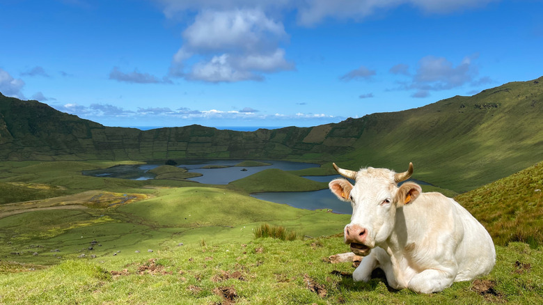 Grande vache blanche au bord de Caldeirão sur Corvo