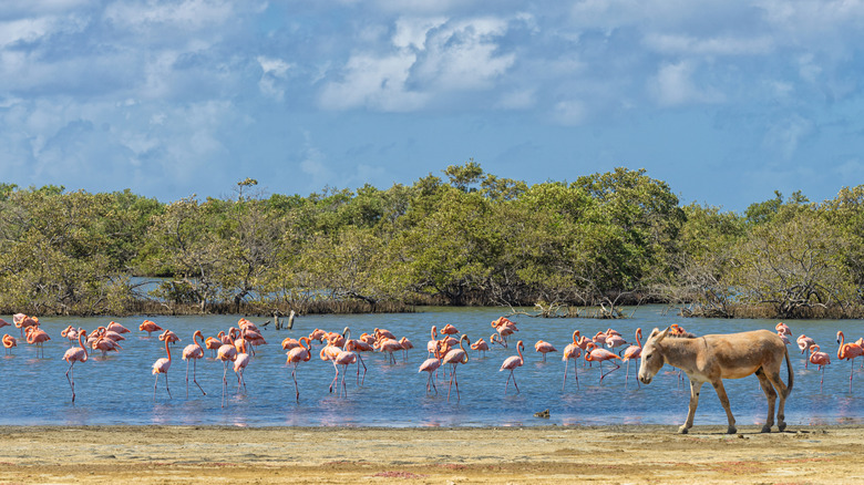 Les flamants et les ânes sont deux espèces animales que vous pouvez voir au-dessus de l'eau à Bonaire.