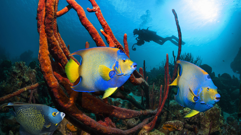 Bonaire est un emplacement de plongée bien connu pour sa vie marine protégée et sa eau claire