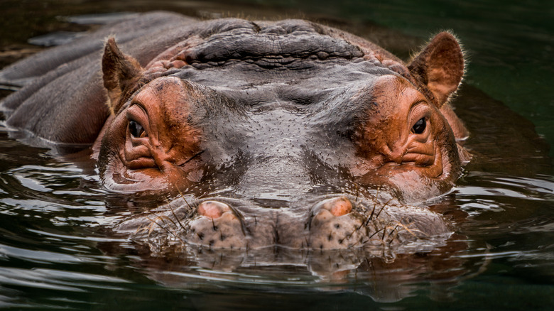 Portrait frontal d'un hippopotame partiellement submergé dans l'eau