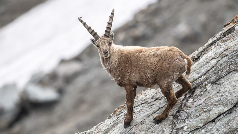 Un sommet alpin à Hohe Tauern