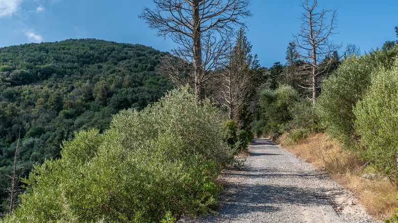 Un sentier traverse les arbres monte Pisano près de Capanni
