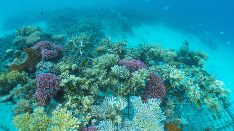 Image sous-marine du récif Bula à l'extérieur de la station d'île Plantation sur l'île de Malolo Lailai aux Fidji