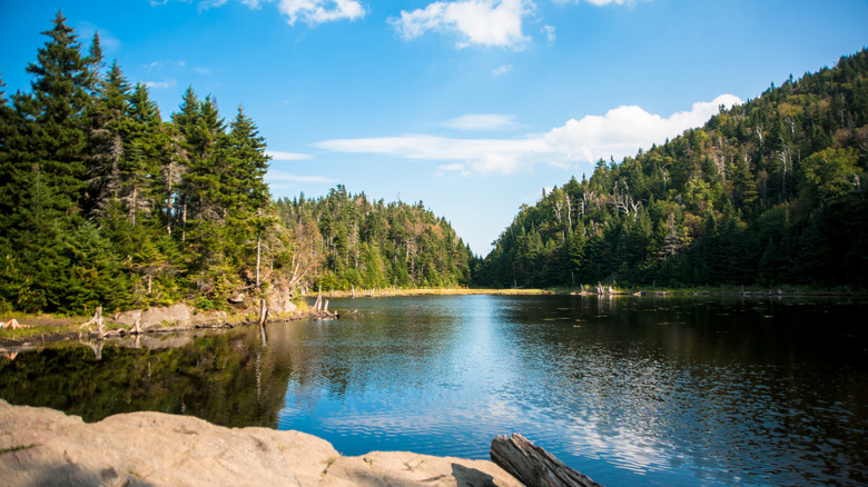 Lac Spruce à Sutton Natural Environment Park