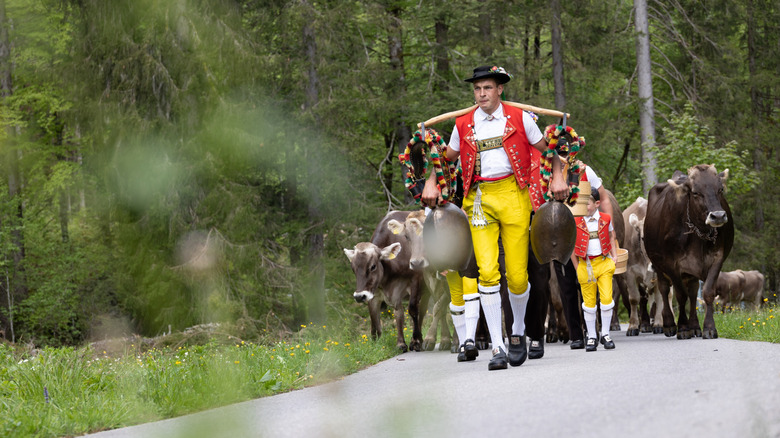 L'homme et l'enfant en costume traditionnel jaune et rouge, conduisent des vaches à travers la forêt