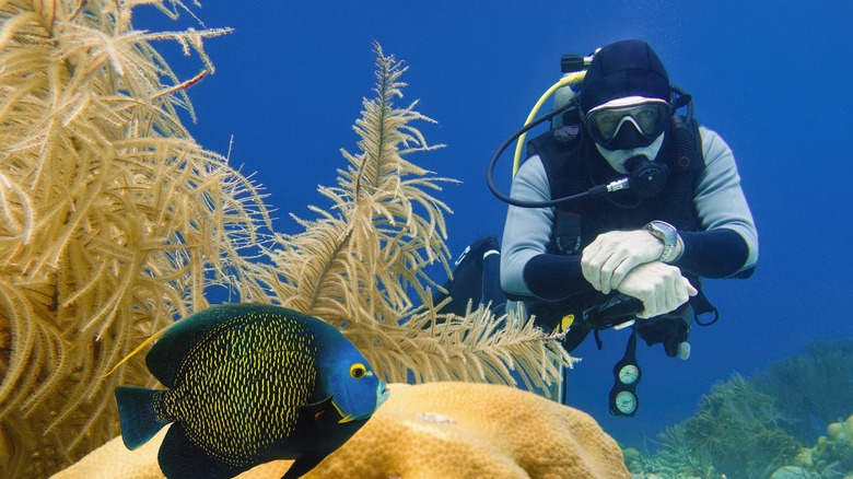 Diver de plongée à Bonaire avec un poisson bleu et jaune au premier plan