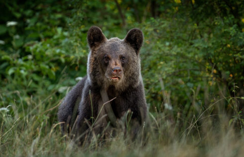 Les attaques d'ours sont épidémiques dans ce pays d'Europe oriental connu pour les montagnes, les plages et les châteaux de livre de contes