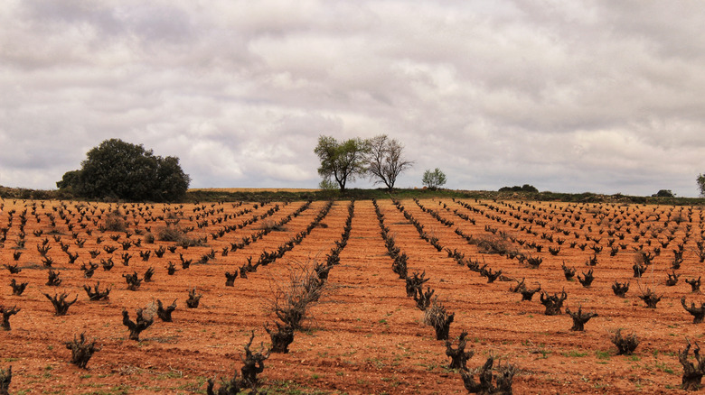 Les vignobles roulent le long des sols secs de La Mancha, Espagne