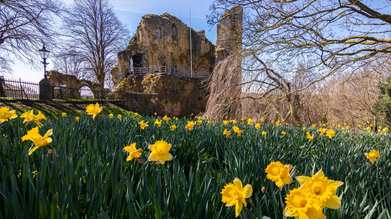Les ruines du château de Knaresborough dans le North Yorkshire
