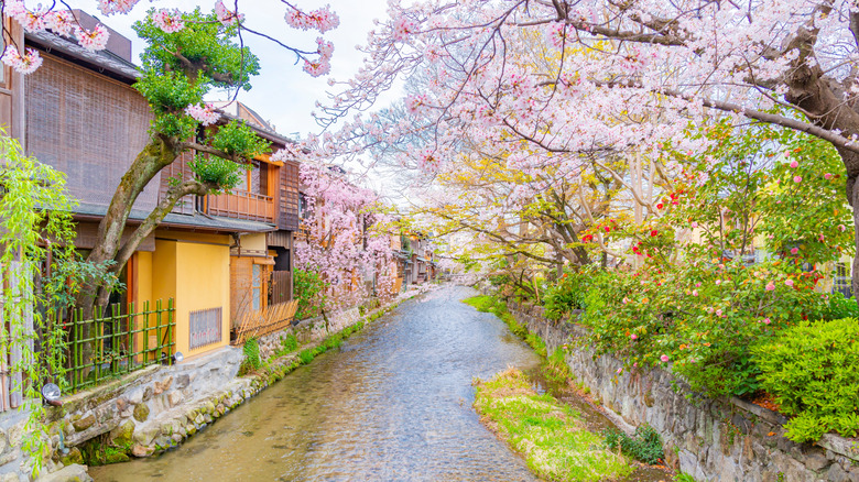 Les cerisiers fleurissent le long de la rivière Gion Shirakawa et des vieilles maisons folkloriques japonaises.