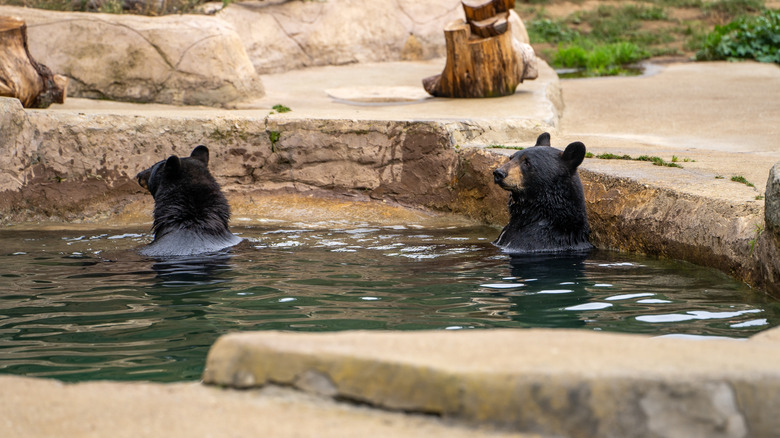 Deux ours noirs traînent dans l'eau