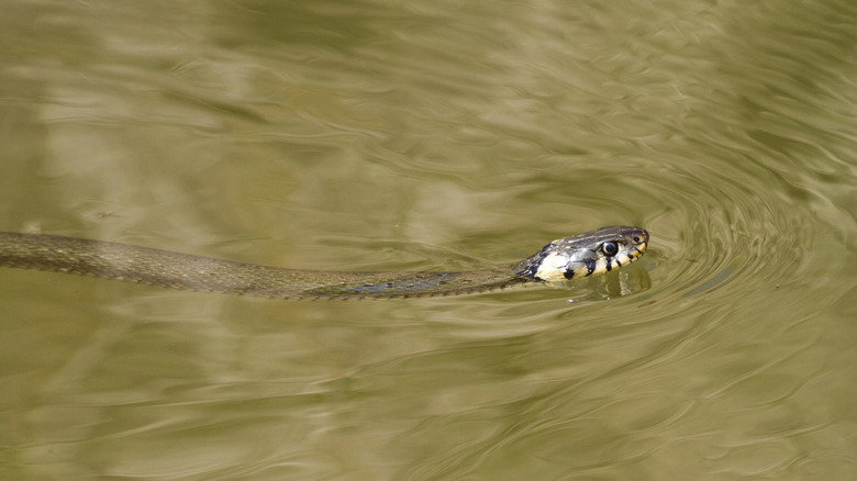 Serpent nageant dans l'eau
