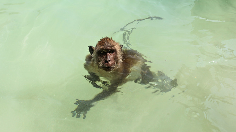 Singe regardant la caméra de l'eau