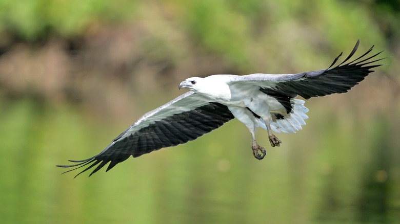 Eagle de mer à ventre blanc volant près de l'eau