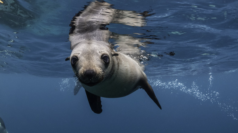 Lion de mer nageant dans l'océan