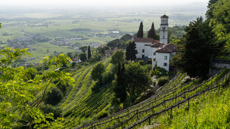Vineyards Jupe autour des collines Collio en Italie