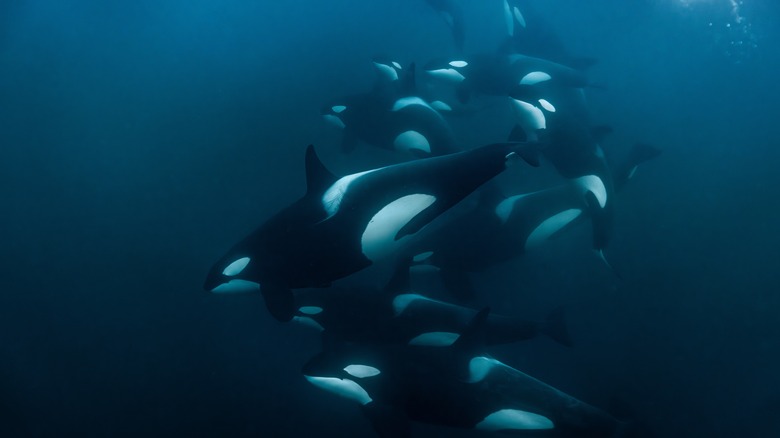 Un coup sous-marin d'une gousse de baleines d'orque nageant