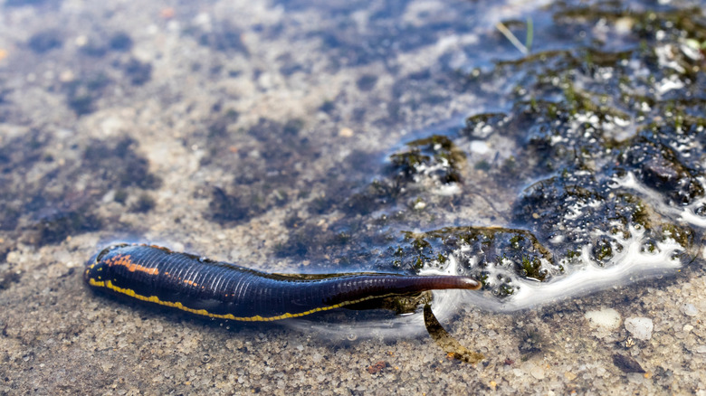 Leech australien nage dans la voie navigable de la forêt tropicale