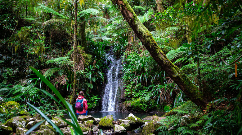 Le randonneur admire la cascade dans la forêt tropicale australienne