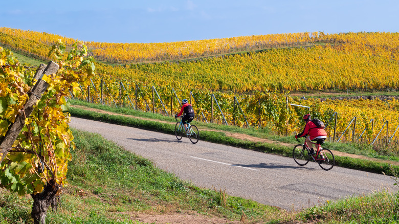 Vélo dans la région d'Alsace, France