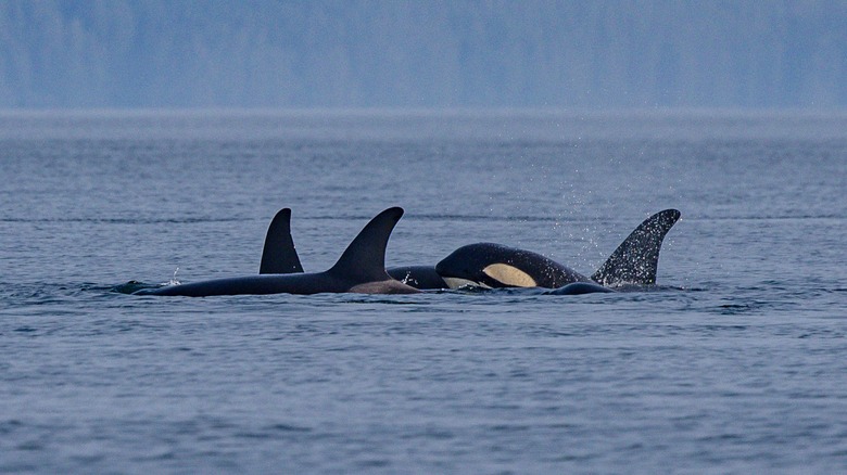 Orques résidentes du Nord au large des côtes de l'île de Vancouver