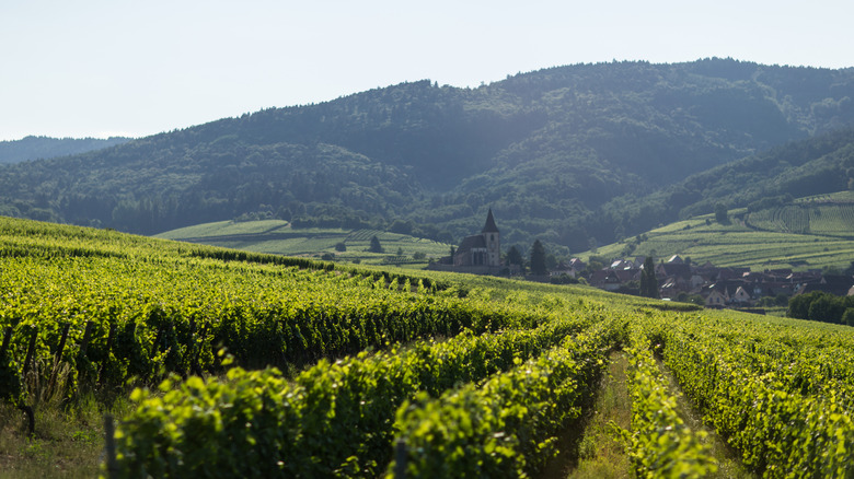 Vignoble sur la pente près d'Eguisheim, France