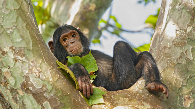 Chimpanzé dans Tree at Gombe Stream National Park