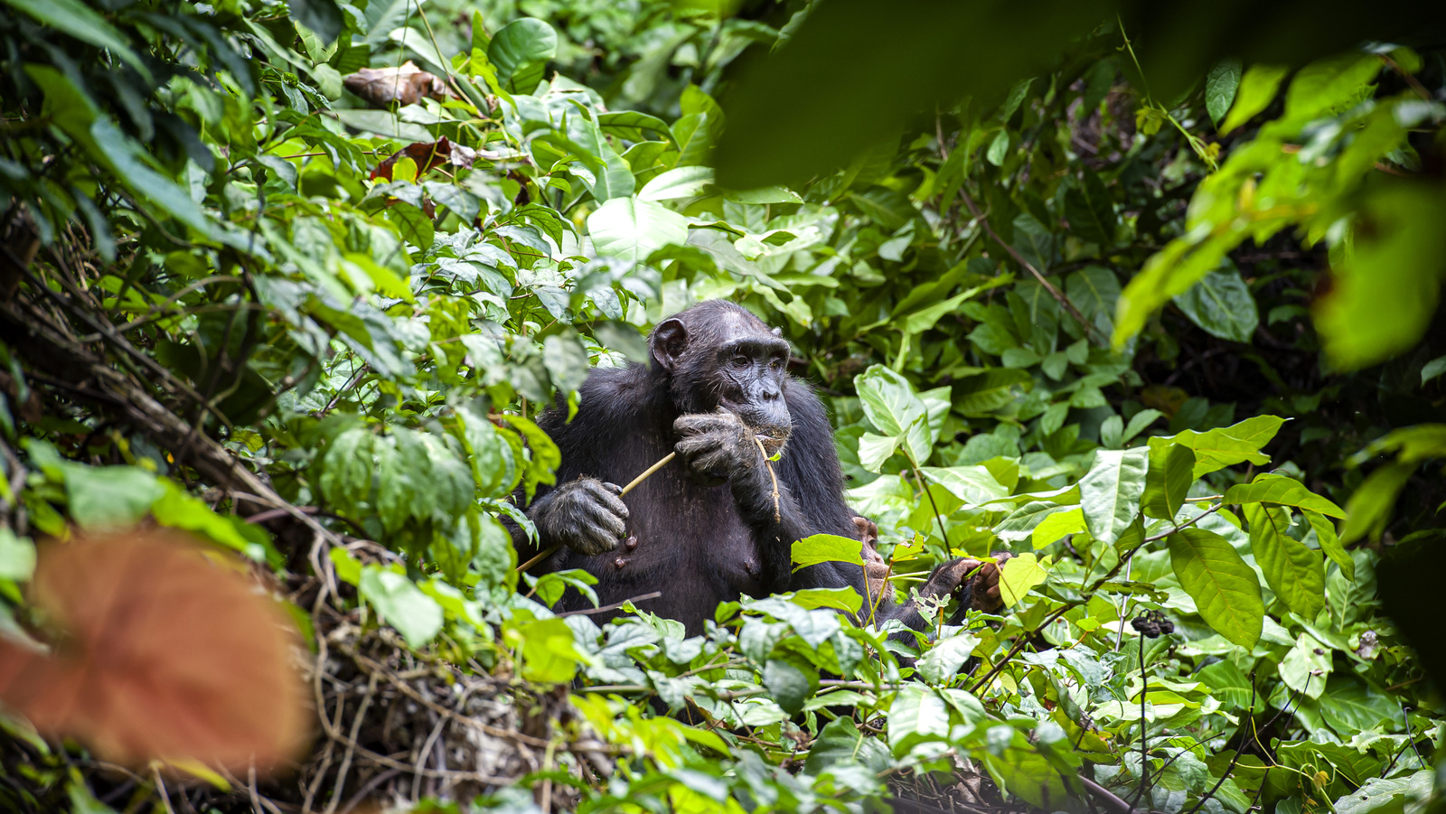 La célèbre recherche sur les primates de Jane Goodall a eu lieu dans ce paradis à couper le souffle d'un parc national