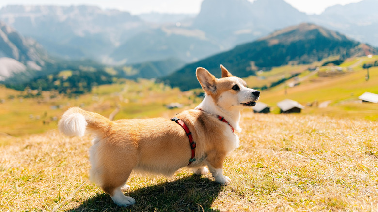 Corgi posant devant les montagnes Dolomite de l'Italie