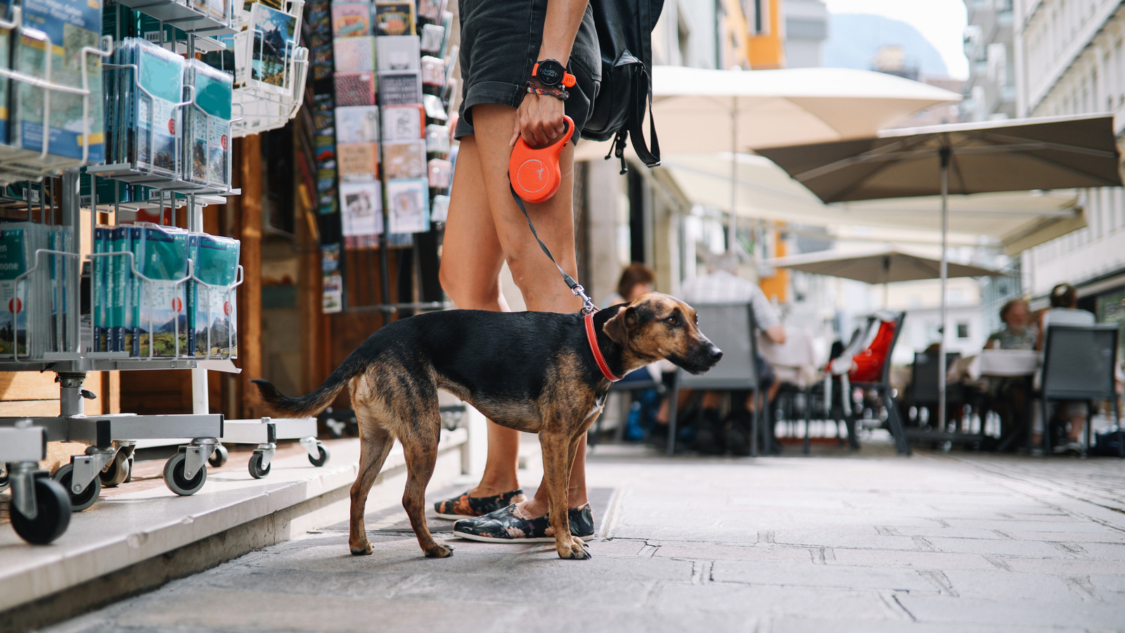 Voyager dans cette ville populaire en Italie avec un chien viendra bientôt avec un prix quotidien supplémentaire
